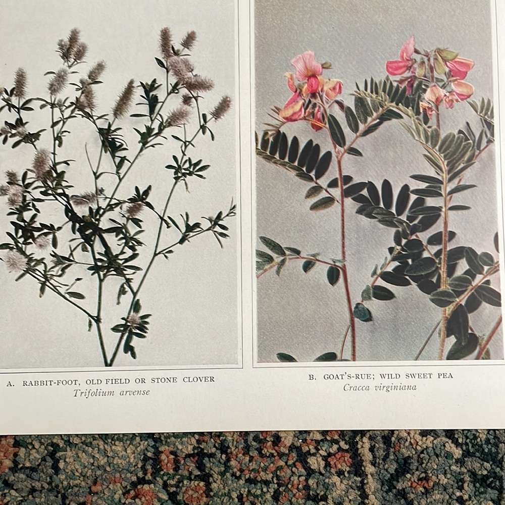 🖤5/$25 Botanical Plant Print Original over 100 years old sweet pea pink